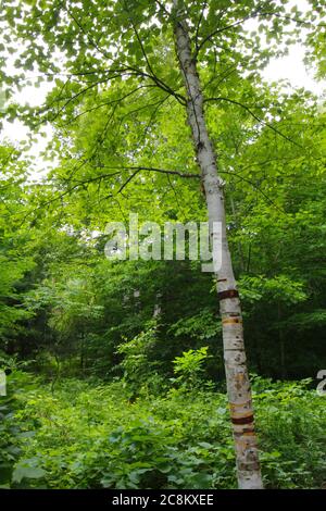 Pyramid Point Hiking Trail, Sleeping Bear Dunes National Lakeshore, Michigan Stock Photo