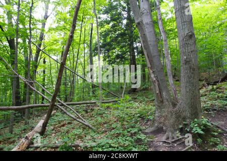 Pyramid Point Hiking Trail, Sleeping Bear Dunes National Lakeshore, Michigan Stock Photo