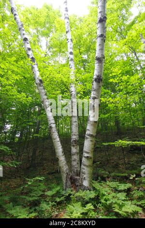 Pyramid Point Hiking Trail, Sleeping Bear Dunes National Lakeshore, Michigan Stock Photo