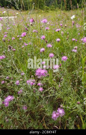 Pyramid Point Hiking Trail, Sleeping Bear Dunes National Lakeshore, Michigan Stock Photo