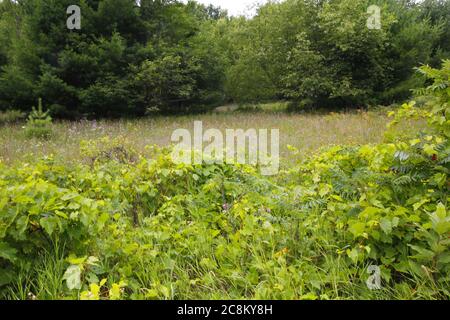 Pyramid Point Hiking Trail, Sleeping Bear Dunes National Lakeshore, Michigan Stock Photo