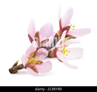 Pink almond tree blossoms on a branch isolated on white background Stock Photo