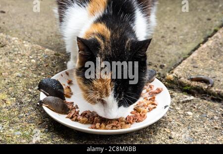 A tortoiseshell domestic cat eating cat food along side slugs on a