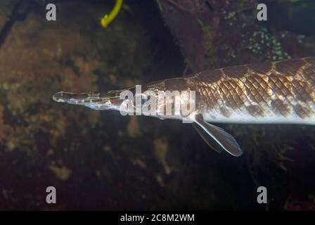 Spotted gar (Lepisosteus oculatus). Freshwater fish. Stock Photo