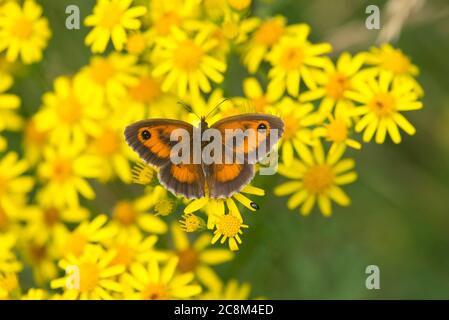 Gatekeeper or hedge brown butterfly (Pyronia tithonus) nectaring on ragwort. Stock Photo