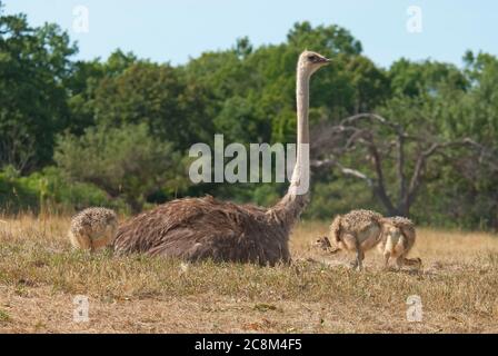 common ostrich (Struthio camelus) female and chicks Stock Photo