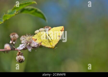 Brimstone moth (Opisthograptis luteolata). This one has been caught by a crab spider, whose legs and body can be seen under the rear of the abdomen. Stock Photo