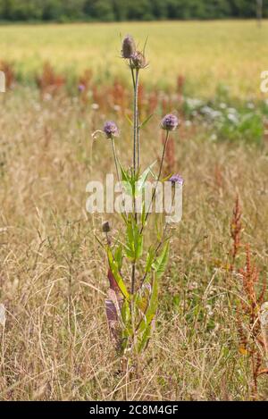 Wild teasel (Dipsacus fullonum) growing on the edge of a cultivated field Stock Photo