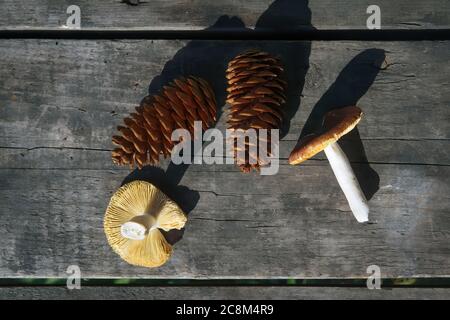 Russula mushrooms and dry fir cones on the background of an old wooden table close-up. Stock Photo