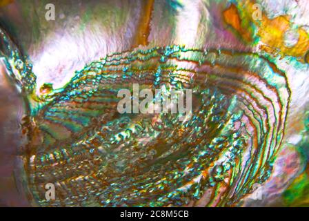 Sea shell inner colors Stock Photo