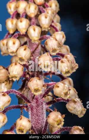 Woodland Pinedrops, Albany Beechdrops, or Giant Bird's Nest (Pterospora andromedea)