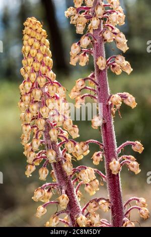 Woodland Pinedrops, Albany Beechdrops, or Giant Bird's Nest (Pterospora andromedea)