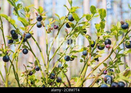 Blueberry bush covered with ripe berries with blurred pine forest behind. July - September is the season of foraging on wild blueberry in Scandinavia Stock Photo
