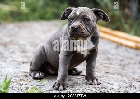 Dog Gray American Pit Bull Terrier, portrait on nature. Stock Photo