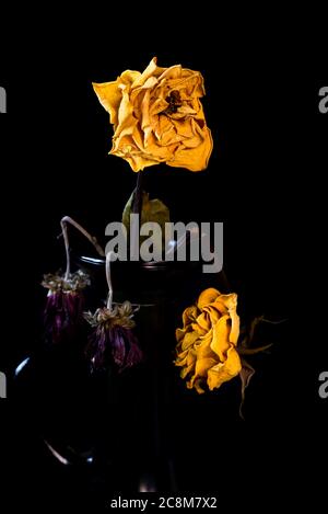 Wilted and dry yellow rose flower on a vase on a black background. Stock Photo