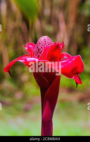 Bright red torch ginger growing in the rain forest along the road to hana on Maui. Stock Photo