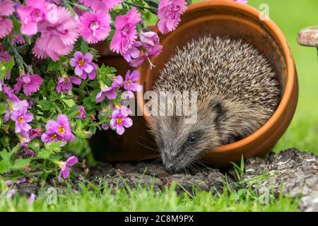 Hedgehog (Scientific or Latin name: Erinaceus Europaeus).  Wild, native hedgehog inside a terracotta plant pot and foraging in a summer flower bed. Stock Photo