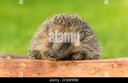 Hedgehog (Scientific or Latin name: Erinaceus Europaeus). Close up of a wild, native,European hedgehog peeping over a log with clean, green background Stock Photo
