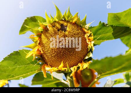 Close up of a ripe sunflowers (Helianthus annuus) before harvest in sunny day against blue sky, soft focus. Stock Photo