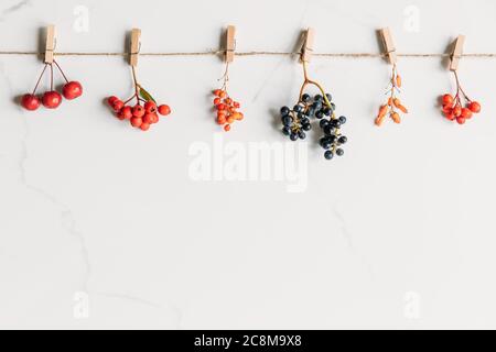 Fall concept. Top view of autumn berries- barberry, wild grapes, wild apple tree, rowan on string with clothespins on white marble background. Flat la Stock Photo