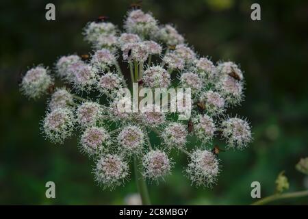 Giant blooming hogweed, dangerous to humans. Closeup of blooming Giant Hogweed or Heracleum plant and its seed heads. Poisonous plant. Stock Photo