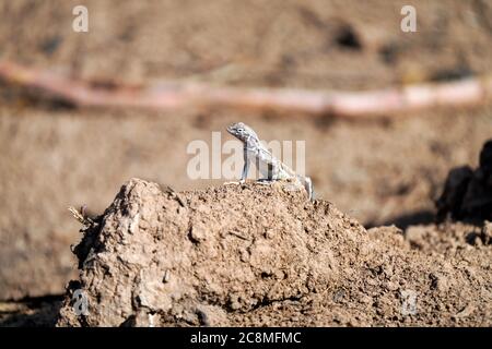 Zebra-tailed lizard juvenile basking in the Arizona morning sun Stock Photo