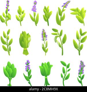 Sage icons set. Cartoon set of sage vector icons for web design Stock Vector