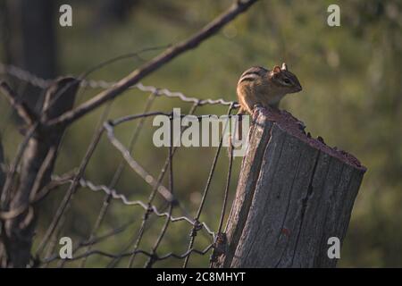 chipmunk sitting on a fence post Stock Photo