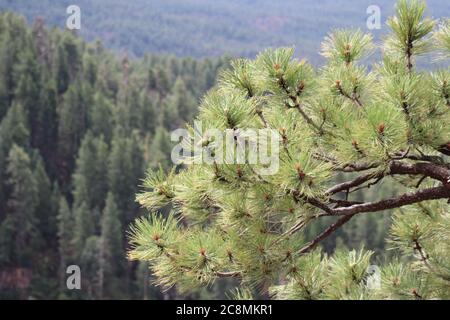 A Ponderosa Pine tree with new pine cones growing in, setting in the sun along the Mogollon Rim, in Northern Arizona. Stock Photo