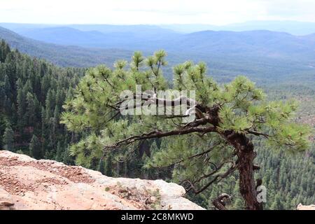 A single Ponderosa Pine Tree standing alone on the edge of the Mogollon Rim in Northern Arizona. Stock Photo