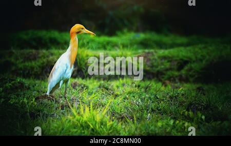 The yellow neck cattle egret on rice paddy Stock Photo