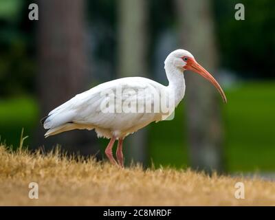 Sarasota, USA, 25 July  2020 - A white ibis (Eudocimus albus) looking for food in Sarasota, Florida.  Credit:  Enrique Shore/Alamy Stock Photo Stock Photo