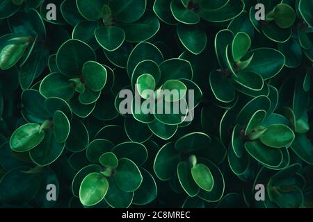 Green leaves isolated on white background.Natural Concept. Stock Photo