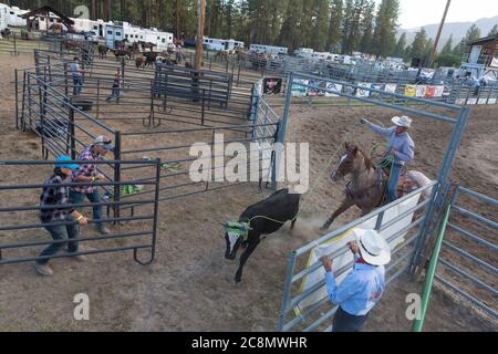 Cowboys compete in the team roping event at the Kootenai River Stampede in Libby, Montana on Friday, July 24, 2020. The annual rodeo was held with additional safety measures in place due to rising cases of COVID-19 in the state. Stock Photo