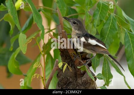 Young Oriental Magpie Robin  perching on Longan tree branch Stock Photo