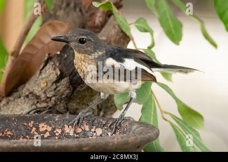 Young Oriental Magpie Robin  perching on feeding clay bowl Stock Photo