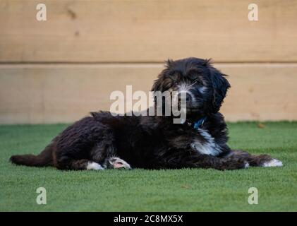 A Groodle Puppy - Poodle Cross Golden Retriever and Labrador Stock Photo