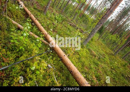 Large pine tree fallen on top of a power line in the forest at storm at Summer , Finland Stock Photo