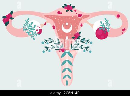 Ciclul menstrual, ciclul ovarian, ciclul uterin