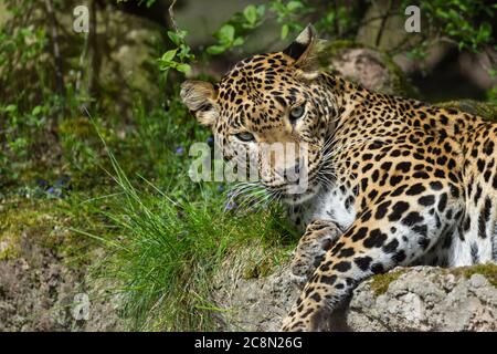 Sri Lanakn Leopard