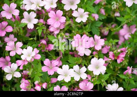 Pink hardy geranium x oxonianum Rose Clair Stock Photo