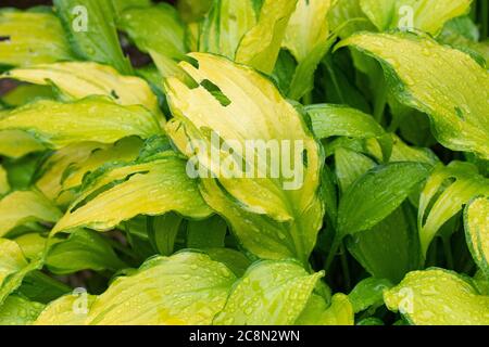 Slug and Snail damage to hosta leaves - UK Stock Photo