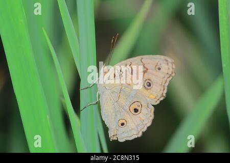 peacock pansy butterfly (junonia almana) in its natural inhabitation, west bengal, india Stock Photo