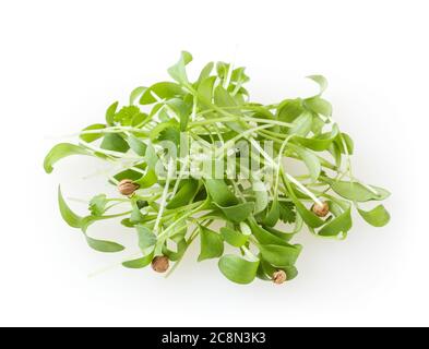 Growing micro greens coriander sprouts isolated on white background Stock Photo