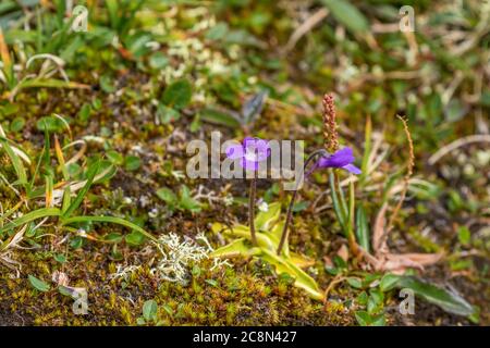 Butterwort flowers that blooming in the summer Stock Photo