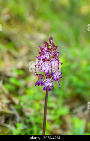 Lady orchid in a meadow Stock Photo