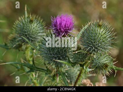 Spear Thistle (circium vulgare) Stock Photo