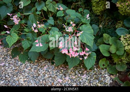 Begonia grandis with pink flowers Stock Photo