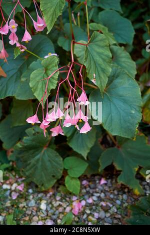 Begonia grandis with pink flowers Stock Photo
