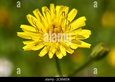 Crepis sancta yellow flowers and green leaves Stock Photo